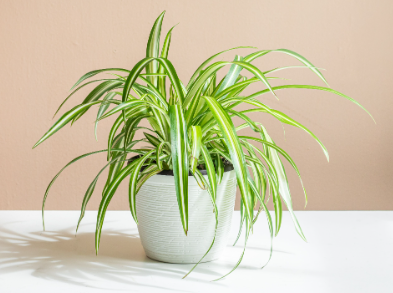 Popular  indoor plant