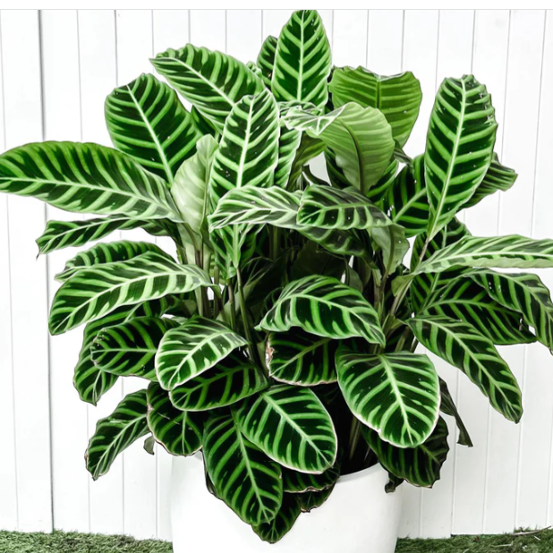 Calathea